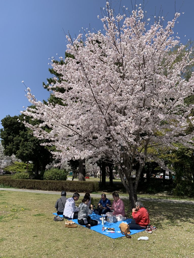 コロナ禍で花見イベントが軒並みに中止となってしまったが、近所にある市民公園の桜の木の下で小さな楽しみとしてお弁当を持参してランチをした様子です。